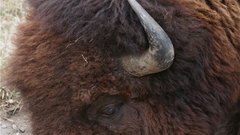 High buff Resolution