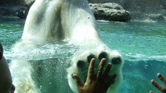 High five Polar Bears