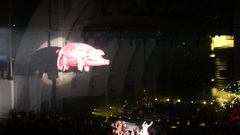 High flyingpig