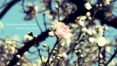 High Fong Resolution pbsmall wront