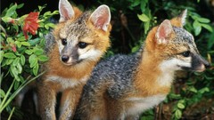 High greyfox Resolution