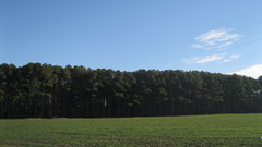 High Herp Resolution img