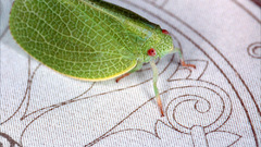 High insect Boxed Bug