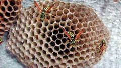 High insect wasp nest