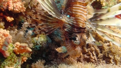High lionfish Resolution