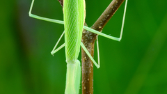 High luc viatour Resolution miomantis paykullii