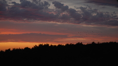 High military dsc The