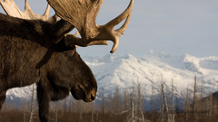 High moose edit anyone portage Resolution