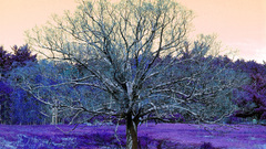 High nature purple tree