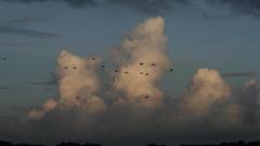 High nature snowy egrets