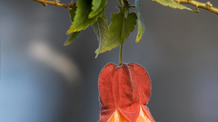High Patrick abutilon Resolution hybridum synge