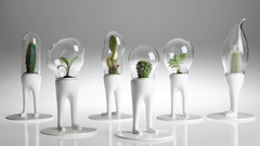 High pet Resolution domsai matteo cibic