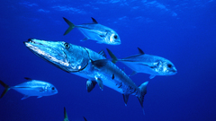 High pimgdb Resolution