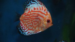 High pimgdb Resolution