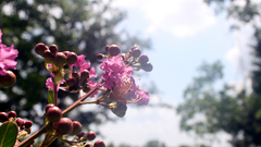 High resize Resolution img