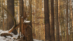 High Resolution 1280 img