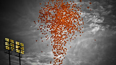 High Resolution adfdf