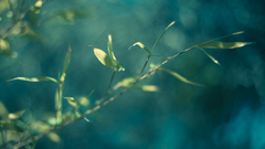 High Resolution bdcde