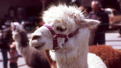 High Resolution beed