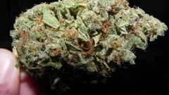 High Resolution budz