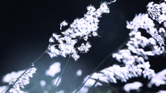 High Resolution carryonv