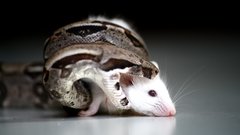 High Resolution dedb