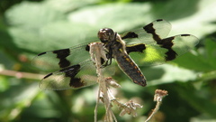 High Resolution dragonfur