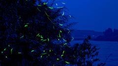 High Resolution ecdf