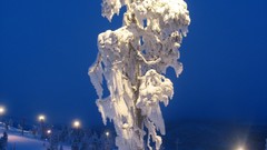 High Resolution finntree