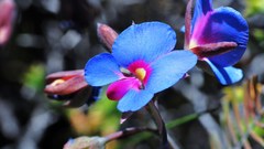 High Resolution gompholobium cyaninum