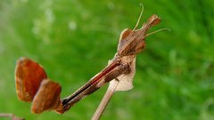 High Resolution gongylus gongyloides