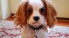 High Resolution huddy