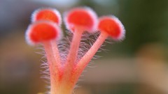 High Resolution imag