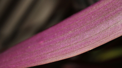 High Resolution img wallp