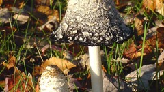 High Resolution mushroomm