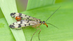 High Resolution panorpa communis