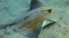 High Resolution pastinachus sephen