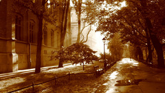 High Resolution planty krakowskie