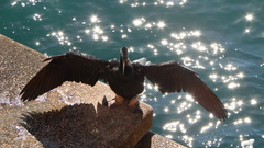 High Resolution shag