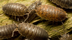 High Resolution sowbugs