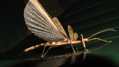 High Resolution stickwings