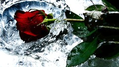 High rose like friend