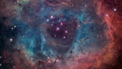 High rosette lula Resolution 1700