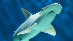 High shark bonnethead