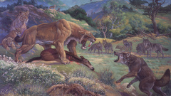 High stout Resolution sabertoothpr