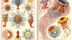 High untitled Resolution