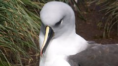 High World Antarctica