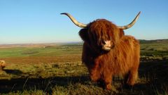 Highland cow