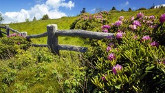 Hills gap fences Wildflowers north carolina