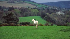 Hills Horses Ireland countryside castle